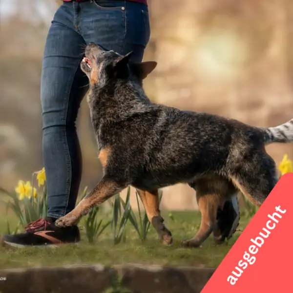 3. BusyPeople Coaching Kurs 2025, Start 22.08.2025