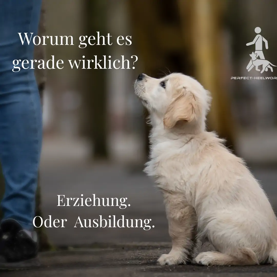 Webinar: Erziehung oder Ausbildung? Warum sich Dein Training manchmal falsch anfühlt     20. Mai 2026, 19.30 - 21.00 Uhr